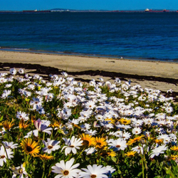 spring-westcoast-daisies-flowers